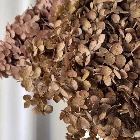 Bakewareind Dried Hydrangeas Leaves Preserved, Natural Brown