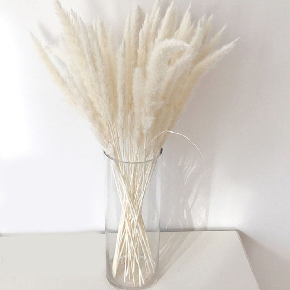 Bakewareind Colored Dried Reed Pampass Grass - Bakewareindia