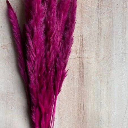 Bakewareind Colored Dried Reed Pampass Grass - Bakewareindia