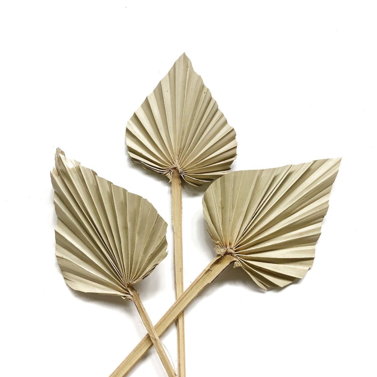 Bakewareind Natural Dried Palm Leaf Topper,2pc - Bakewareindia