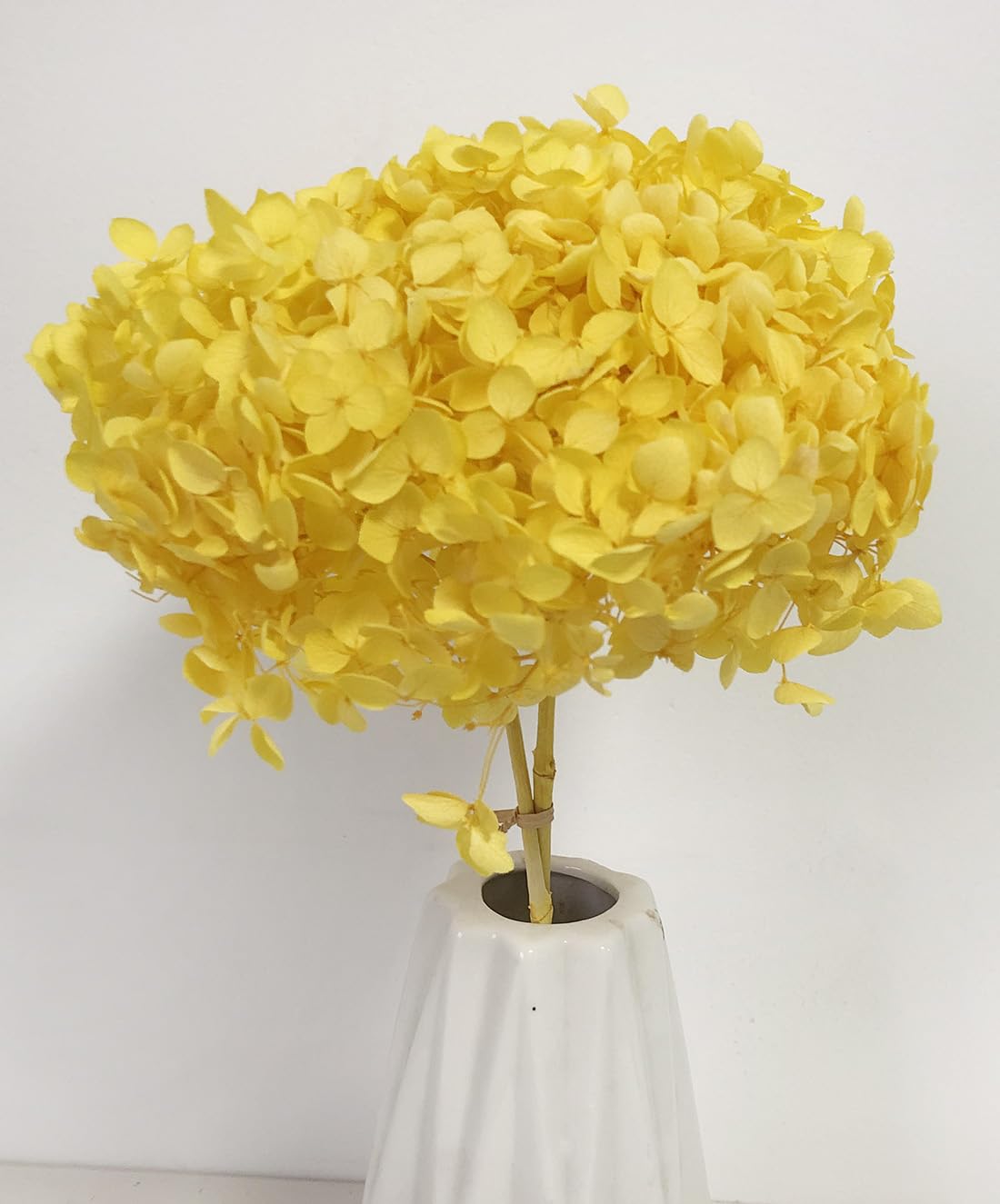 Bakewareind Dried Hydrangeas Leaves Preserved, Golden Yellow