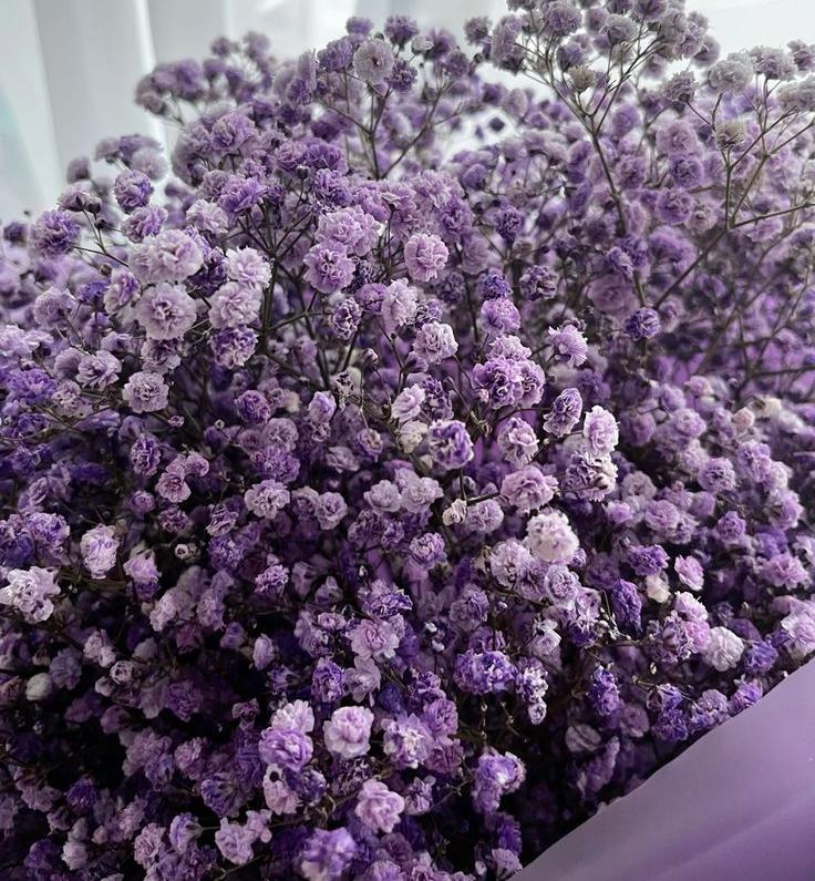 Bakewareind Baby Breath Gysophilia Dried Flower, Purple