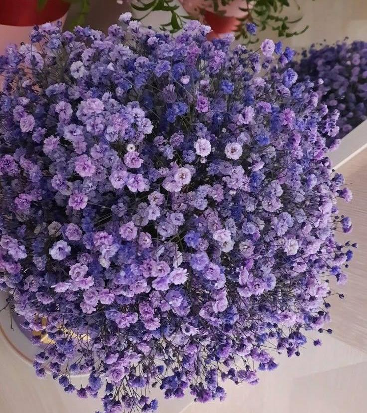 Bakewareind Baby Breath Gysophilia Dried Flower, Purple