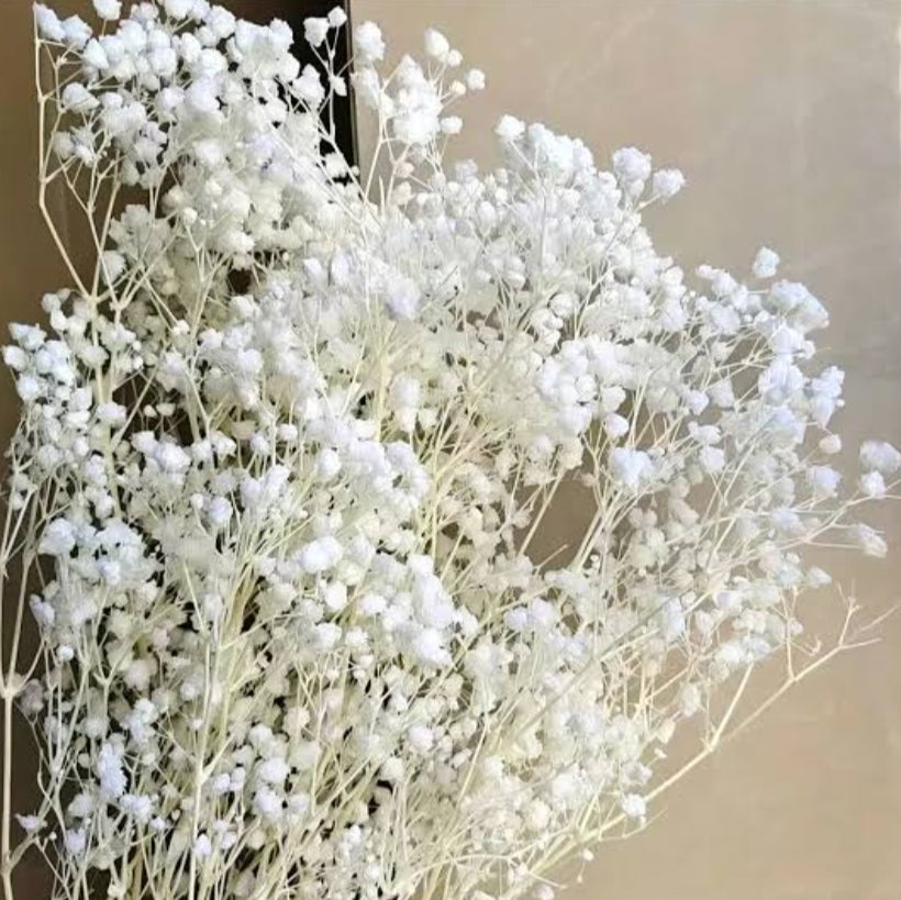 Bakewareind Baby Breath Gysophilia Dried Flower, White