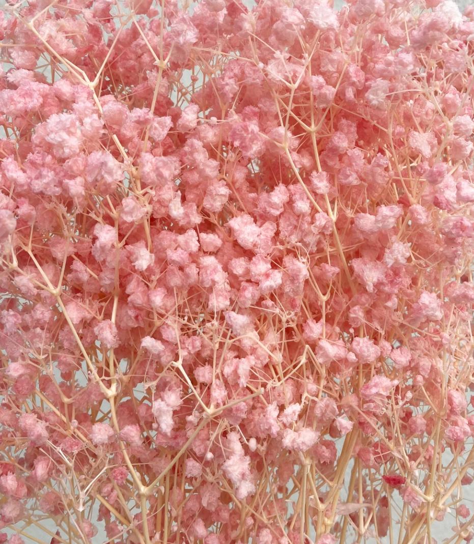 Bakewareind Baby Breath Gysophilia Dried Flower, Baby Pink