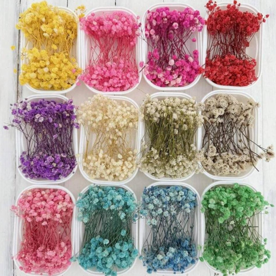 Bakewareind Baby Breath Dried Flower Pack - Bakeware India