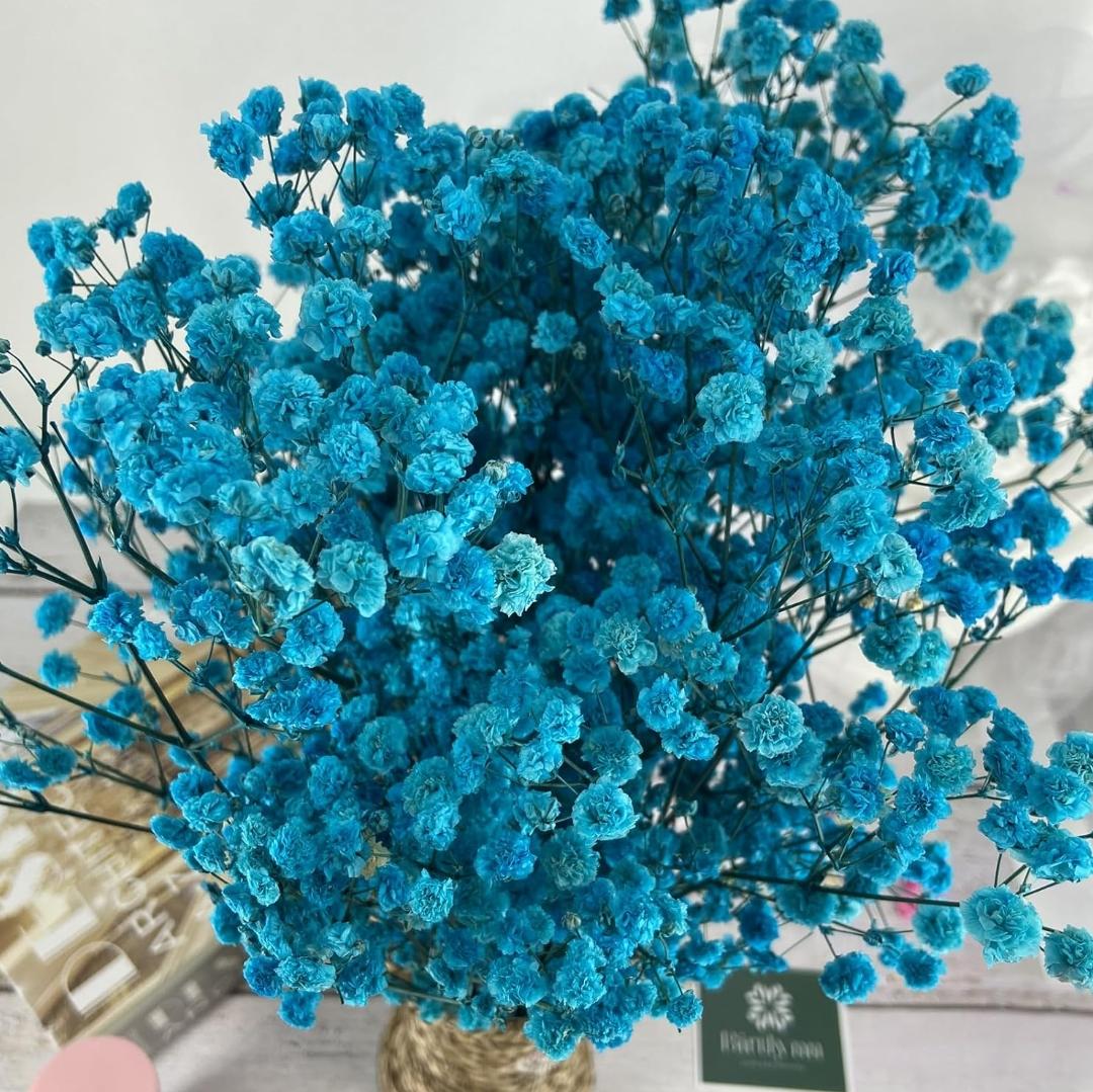 Bakewareind Baby Breath Gysophilia Dried Flower, Aqua Blue - Bakeware India