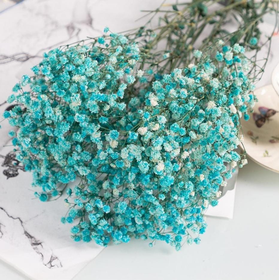 Bakewareind Baby Breath Gysophilia Dried Flower, Aqua Blue - Bakeware India