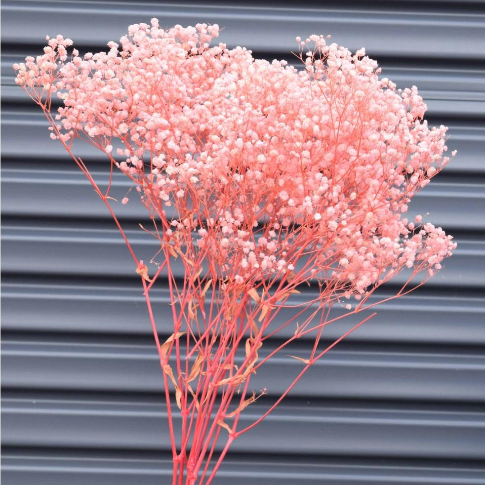 Bakewareind Baby Breath Gysophilia Dried Flower, Baby Pink - Bakeware India