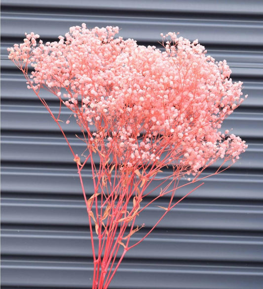 Bakewareind Baby Breath Gysophilia Dried Flower, Baby Pink - Bakeware India