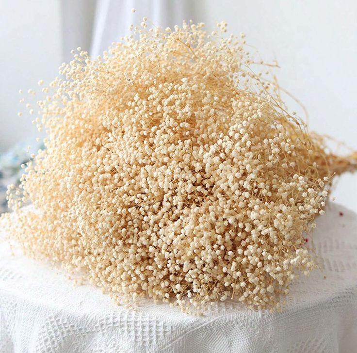 Bakewareind Baby Breath Gysophilia Dried Flower, Beige - Bakeware India