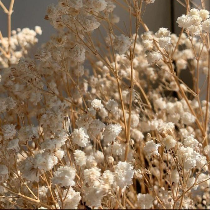 Bakewareind Baby Breath Gysophilia Dried Flower, Beige - Bakeware India