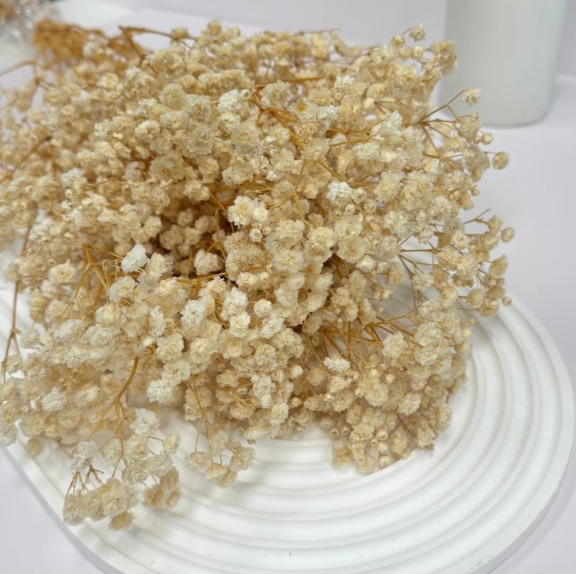 Bakewareind Baby Breath Gysophilia Dried Flower, Beige - Bakeware India