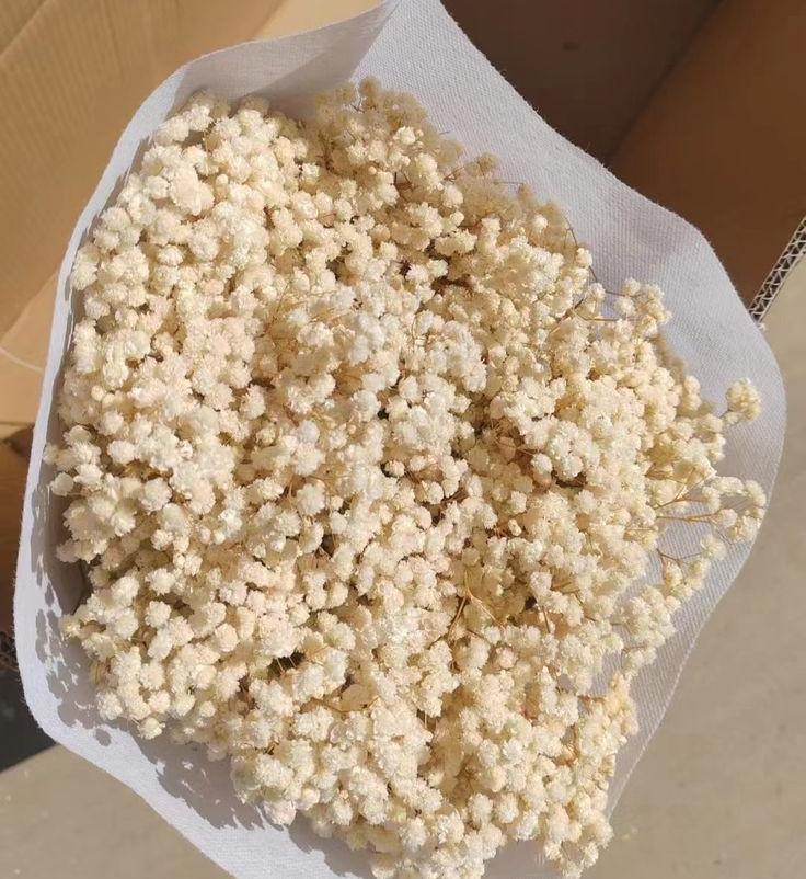 Bakewareind Baby Breath Gysophilia Dried Flower, Beige - Bakeware India
