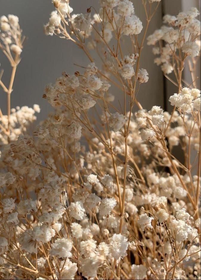 Bakewareind Baby Breath Gysophilia Dried Flower, Beige - Bakeware India