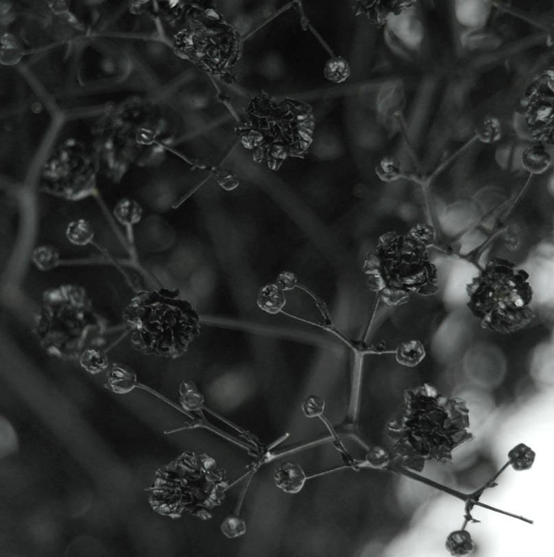 Bakewareind Baby Breath Gysophilia Dried Flower, Black - Bakeware India