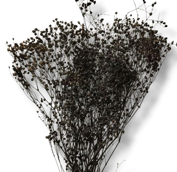Bakewareind Baby Breath Gysophilia Dried Flower, Black - Bakeware India