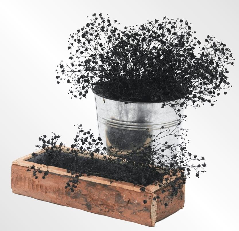 Bakewareind Baby Breath Gysophilia Dried Flower, Black - Bakeware India