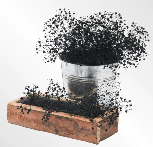 Bakewareind Baby Breath Gysophilia Dried Flower, Black - Bakeware India
