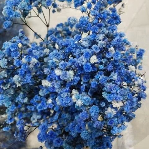 Bakewareind Baby Breath Gysophilia Dried Flower, Blue - Bakeware India
