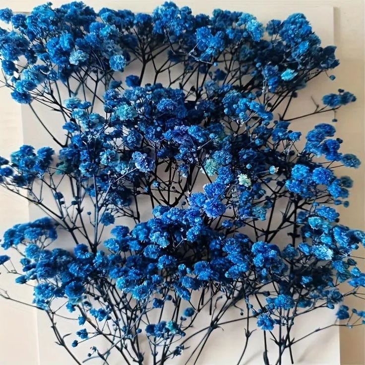 Bakewareind Baby Breath Gysophilia Dried Flower, Blue - Bakeware India