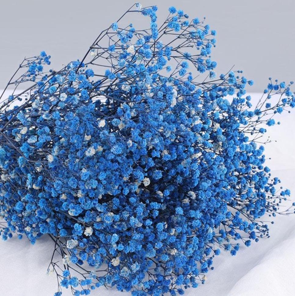 Bakewareind Baby Breath Gysophilia Dried Flower, Blue - Bakeware India