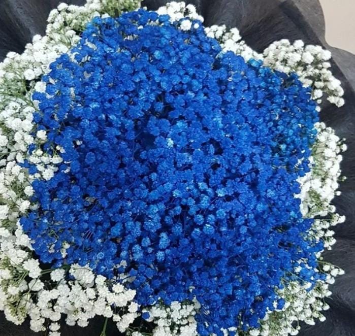 Bakewareind Baby Breath Gysophilia Dried Flower, Dark Blue - Bakeware India