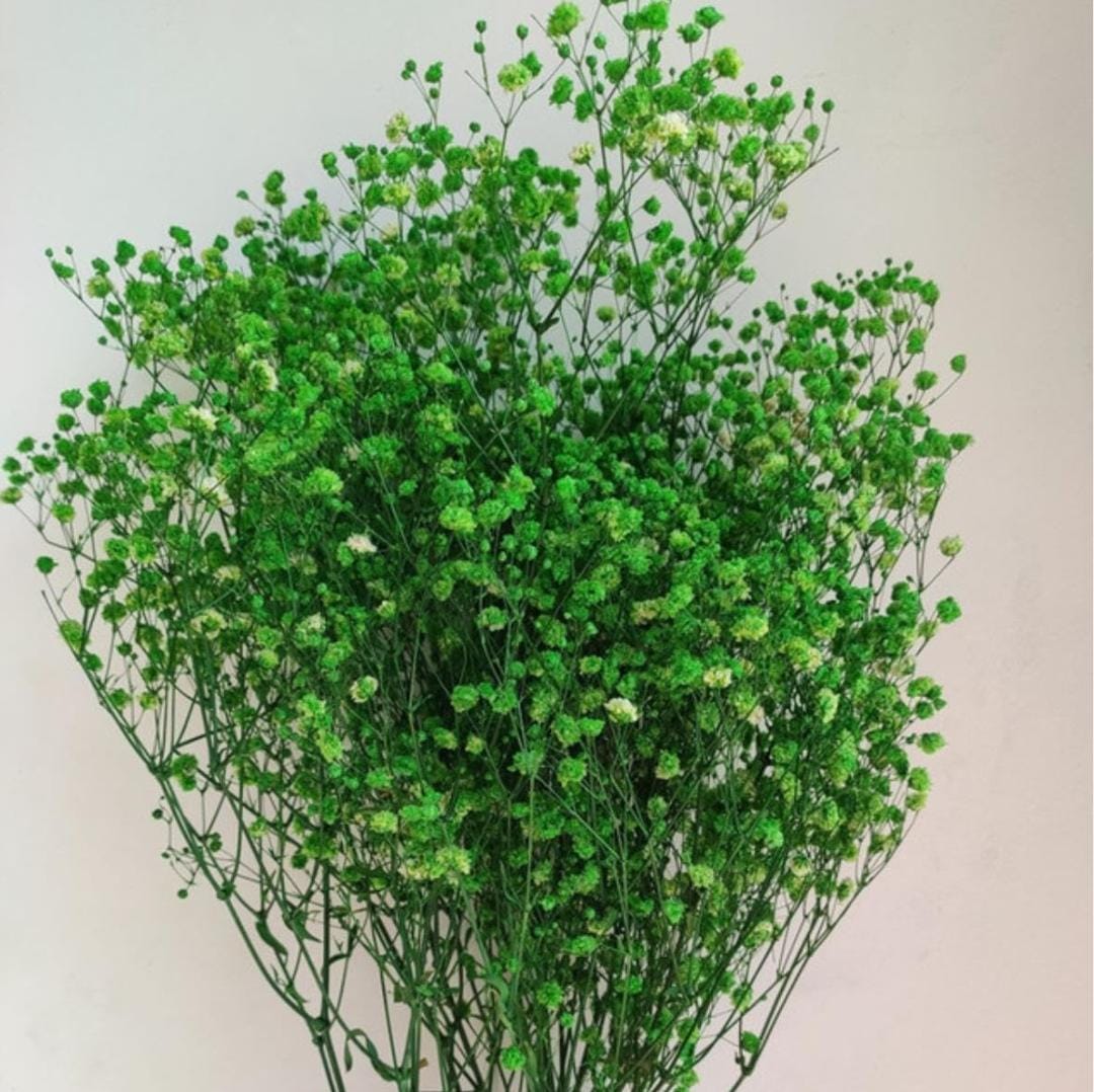 Bakewareind Baby Breath Gysophilia Dried Flower, Green - Bakeware India