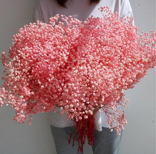 Bakewareind Baby Breath Gysophilia Dried Flower, Light Pink - Bakeware India