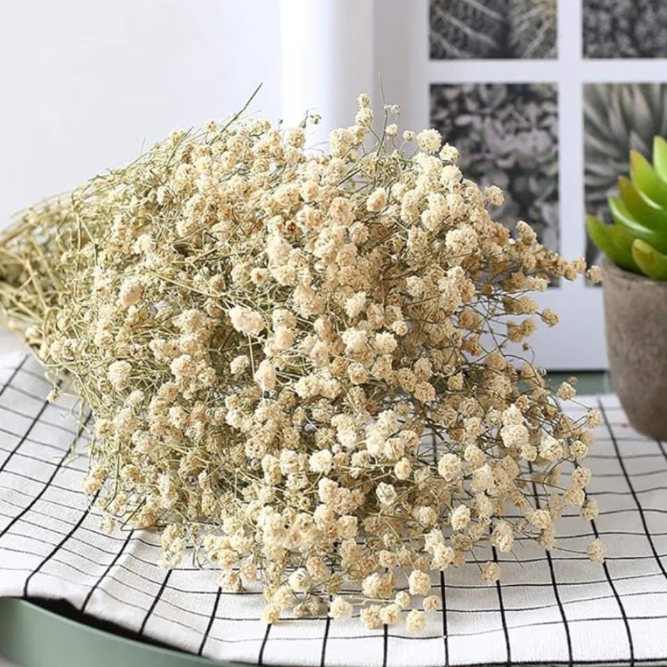 Bakewareind Baby Breath Gysophilia Dried Flower, Natural White - Bakeware India