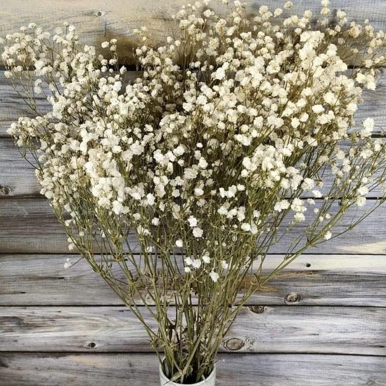 Bakewareind Baby Breath Gysophilia Dried Flower, Natural White - Bakeware India