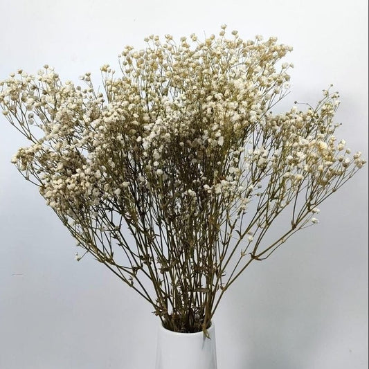 Bakewareind Baby Breath Gysophilia Dried Flower, Natural White - Bakeware India