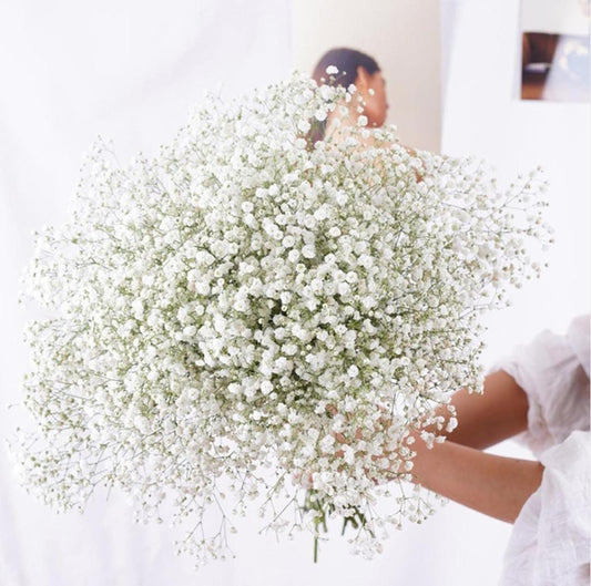 Bakewareind Baby Breath Gysophilia Dried Flower, Natural White - Bakeware India