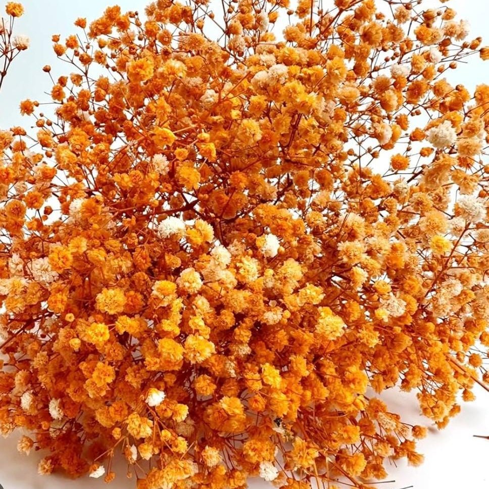 Bakewareind Baby Breath Gysophilia Dried Flower, Orange - Bakeware India