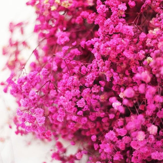 Bakewareind Baby Breath Gysophilia Dried Flower, Pink - Bakeware India