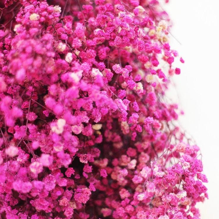 Bakewareind Baby Breath Gysophilia Dried Flower, Pink - Bakeware India