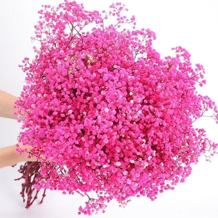 Bakewareind Baby Breath Gysophilia Dried Flower, Pink - Bakeware India