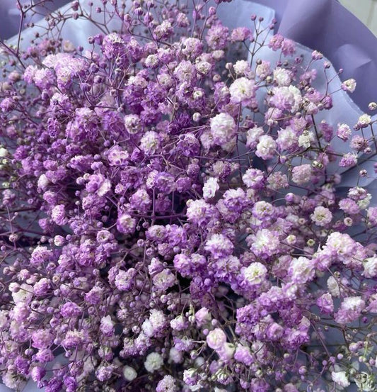 Bakewareind Baby Breath Gysophilia Dried Flower, Purple - Bakeware India