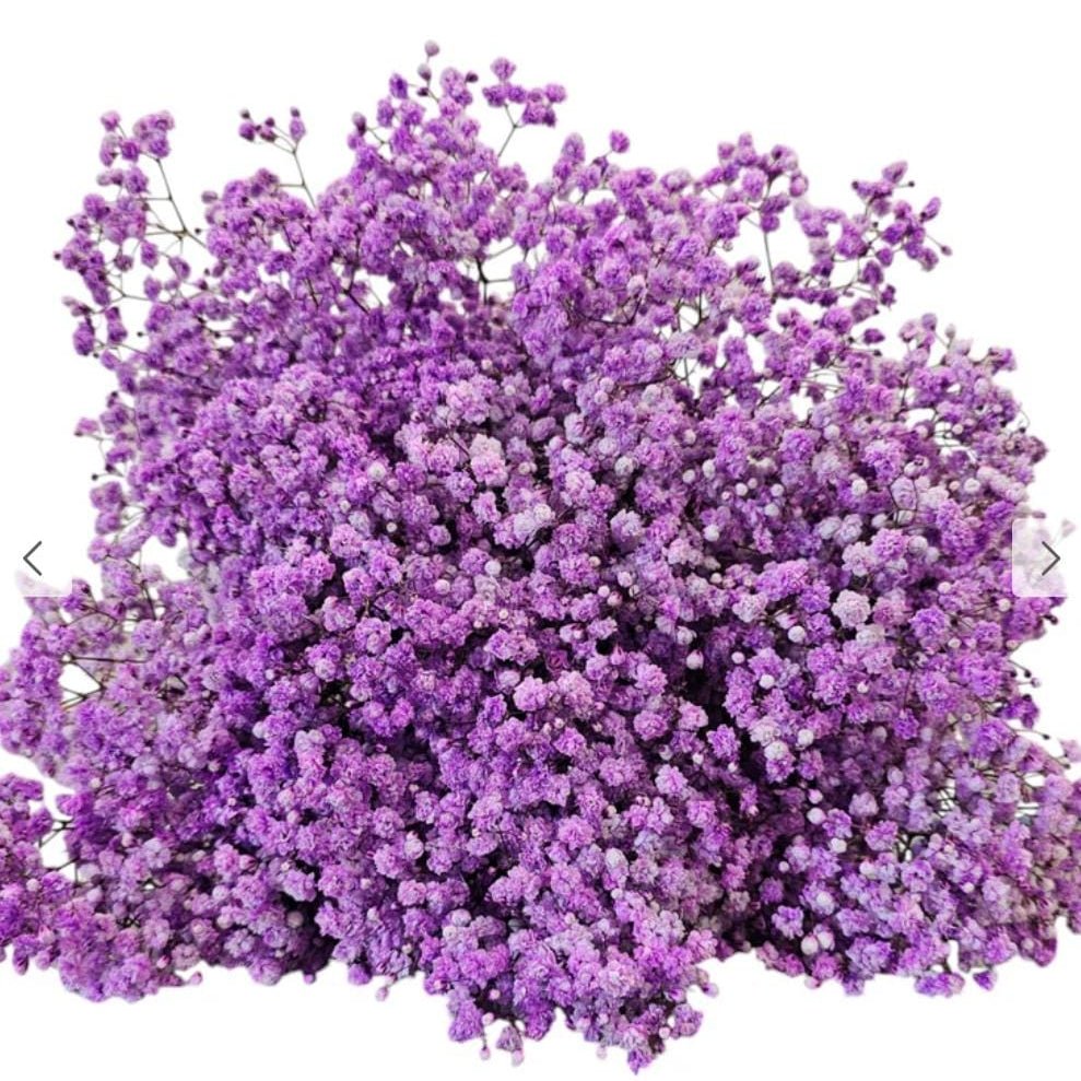 Bakewareind Baby Breath Gysophilia Dried Flower, Purple - Bakeware India