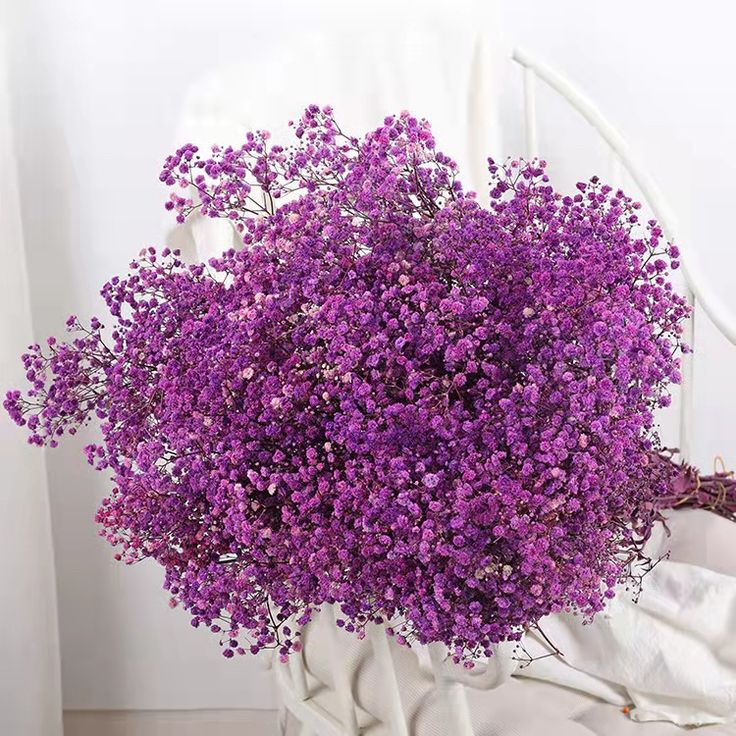Bakewareind Baby Breath Gysophilia Dried Flower, Purple - Bakeware India