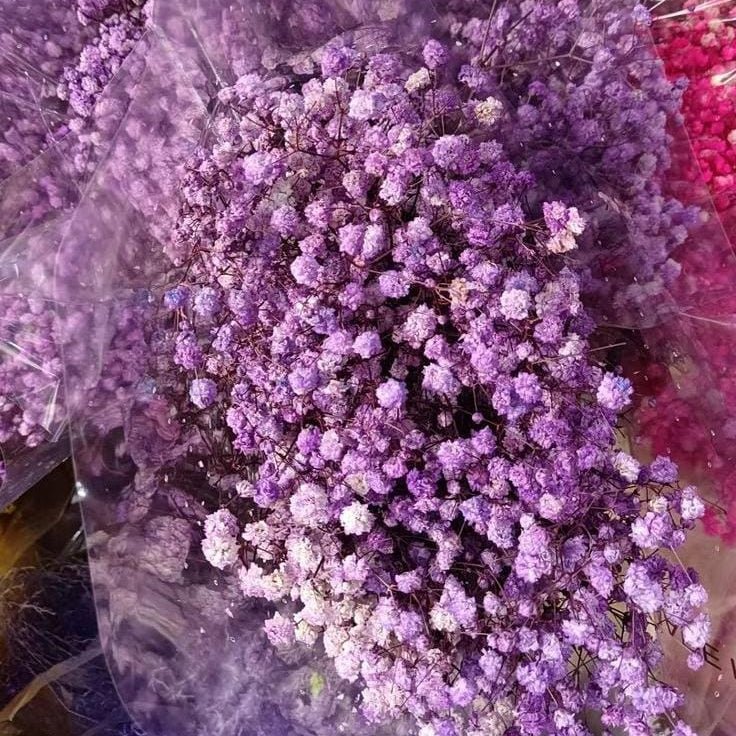 Bakewareind Baby Breath Gysophilia Dried Flower, Purple - Bakeware India