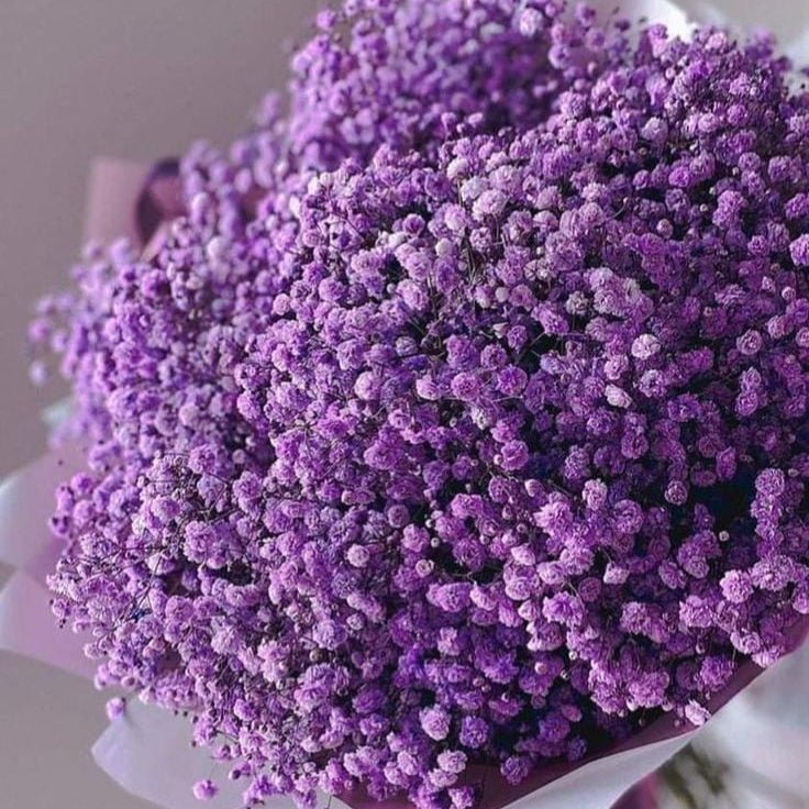 Bakewareind Baby Breath Gysophilia Dried Flower, Purple - Bakeware India