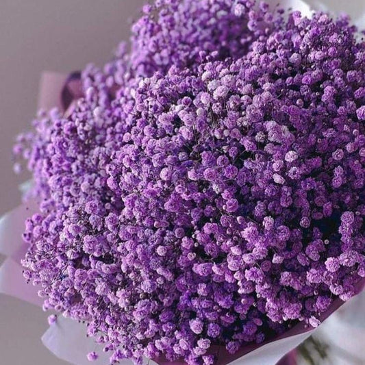 Bakewareind Baby Breath Gysophilia Dried Flower, Purple - Bakeware India