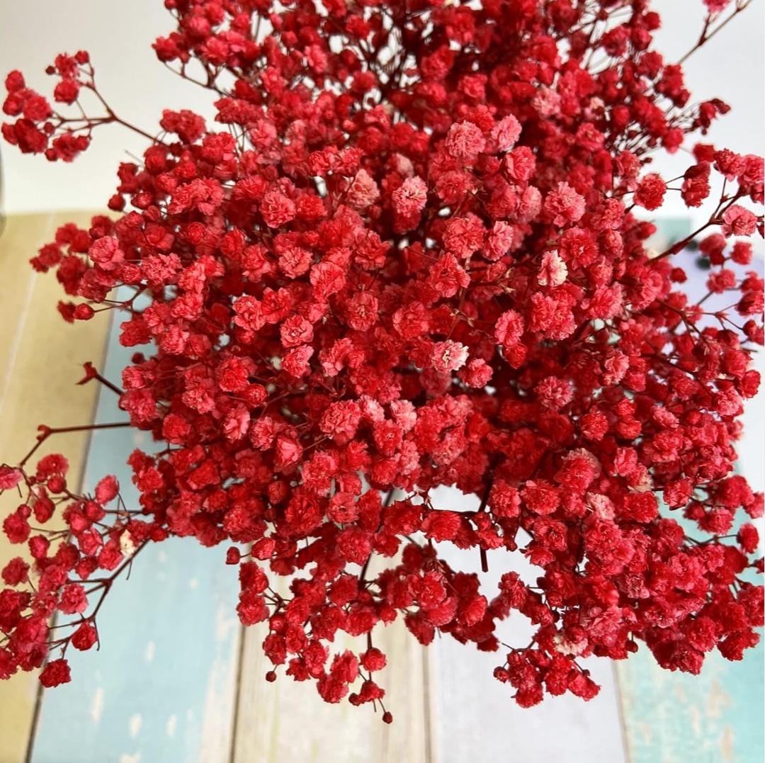 Bakewareind Baby Breath Gysophilia Dried Flower, Red - Bakeware India