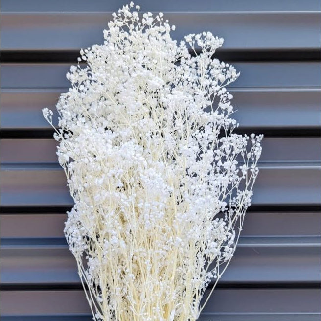 Bakewareind Baby Breath Gysophilia Dried Flower, White - Bakeware India