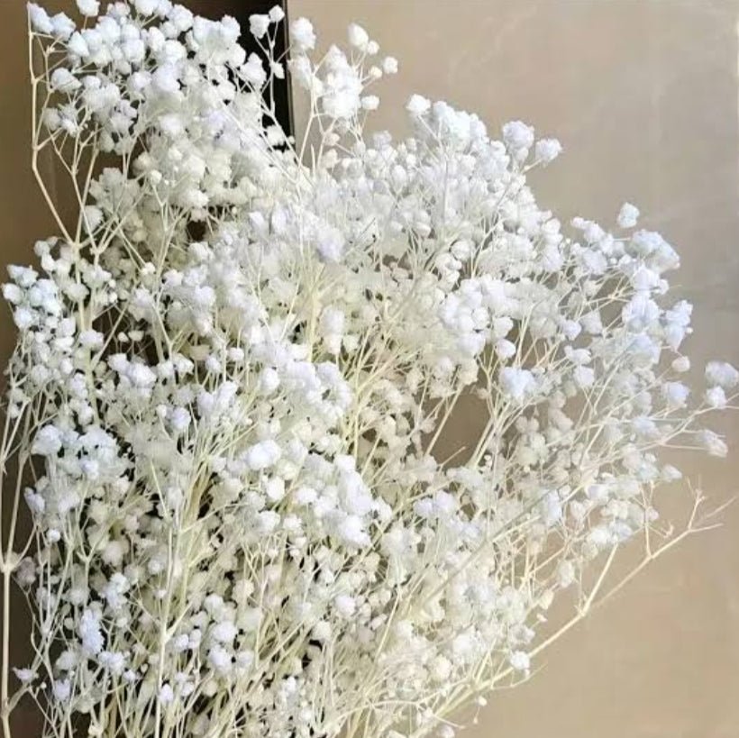 Bakewareind Baby Breath Gysophilia Dried Flower, White - Bakeware India