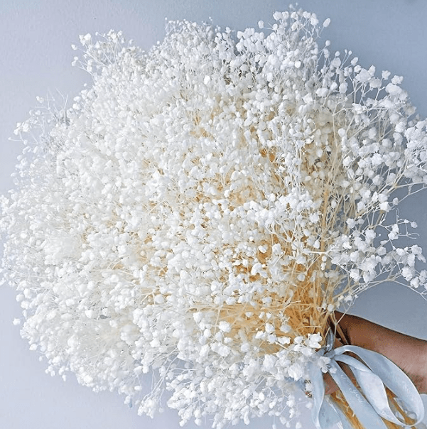 Bakewareind Baby Breath Gysophilia Dried Flower, White - Bakeware India