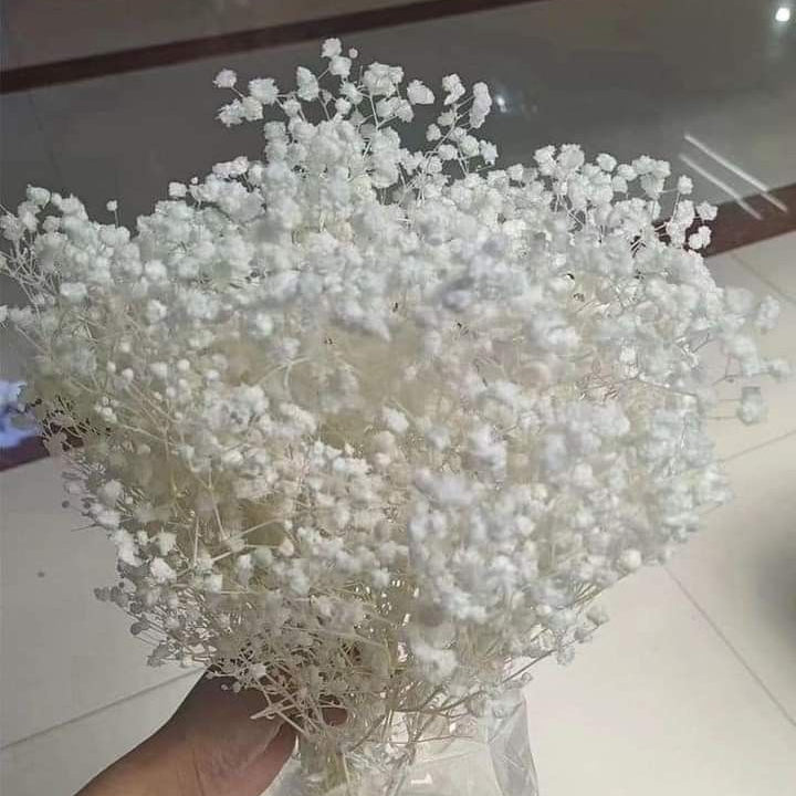 Bakewareind Baby Breath Gysophilia Dried Flower, White - Bakeware India