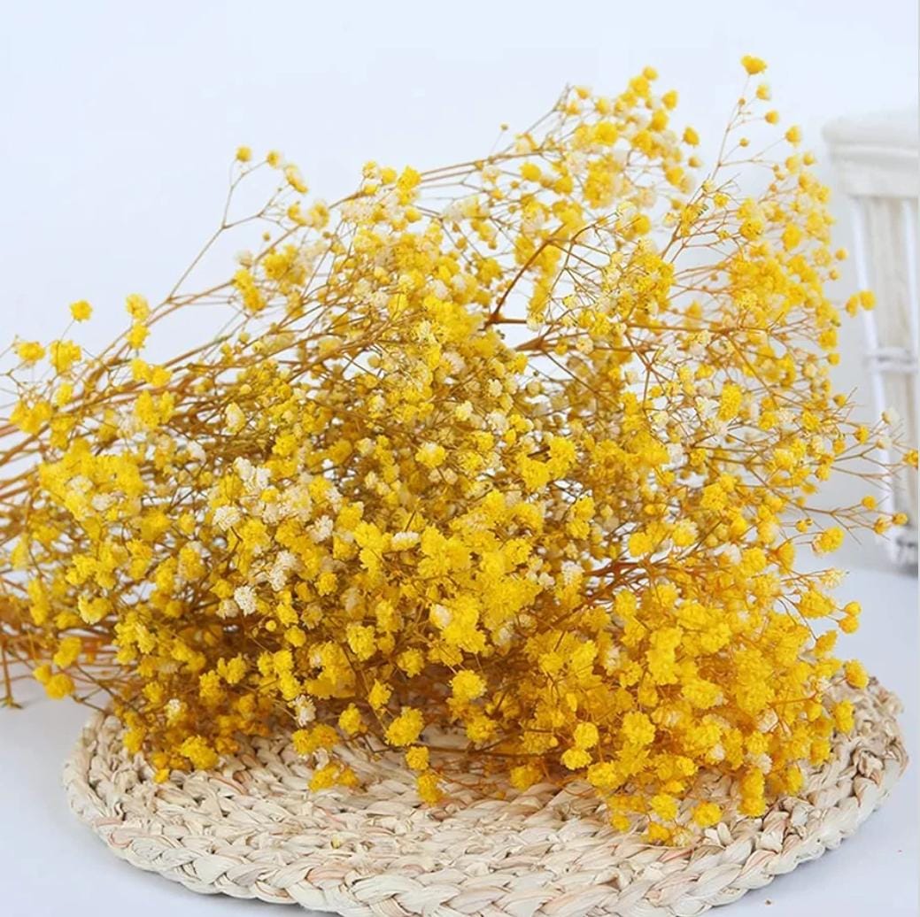Bakewareind Baby Breath Gysophilia Dried Flower, Yellow - Bakeware India