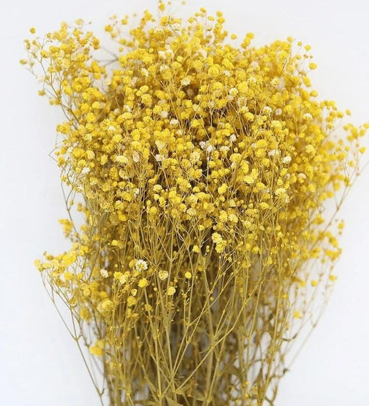 Bakewareind Baby Breath Gysophilia Dried Flower, Yellow - Bakeware India